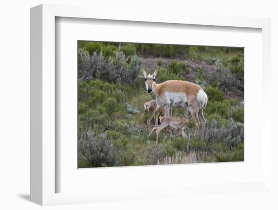 Pronghorn (Antilocapra Americana) Doe and Two Days-Old Fawns, Yellowstone National Park, Wyoming-James Hager-Framed Photographic Print