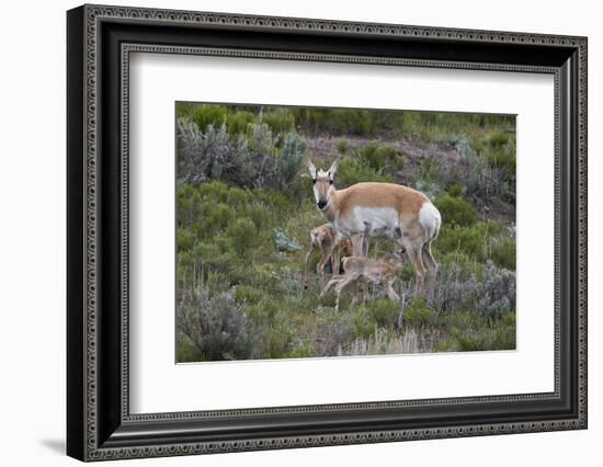Pronghorn (Antilocapra Americana) Doe and Two Days-Old Fawns, Yellowstone National Park, Wyoming-James Hager-Framed Photographic Print