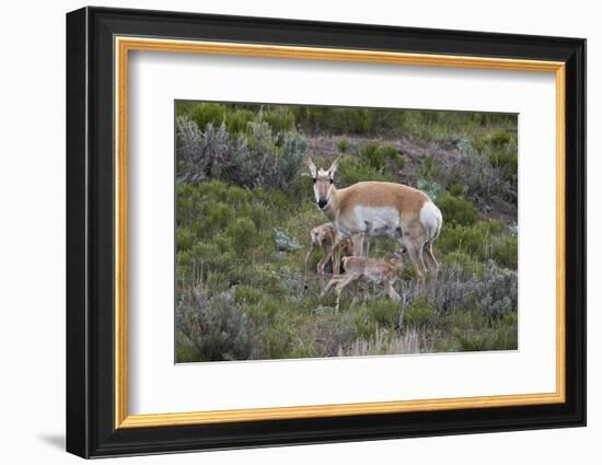 Pronghorn (Antilocapra Americana) Doe and Two Days-Old Fawns, Yellowstone National Park, Wyoming-James Hager-Framed Photographic Print