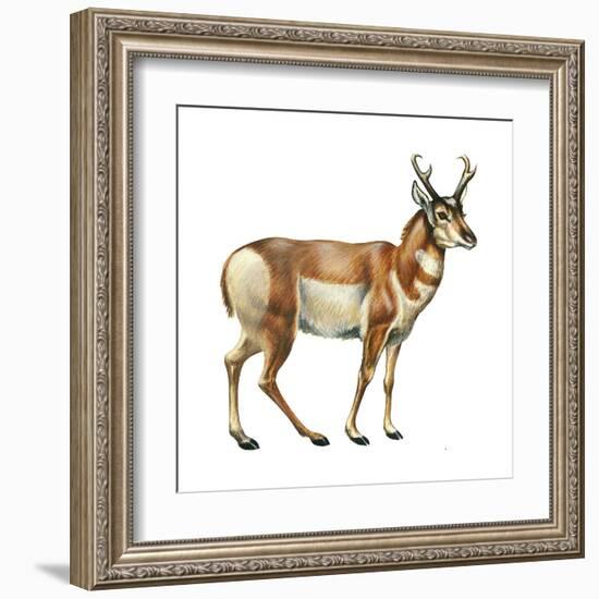 Pronghorn (Antilocapra Americana), Mammals-Encyclopaedia Britannica-Framed Art Print