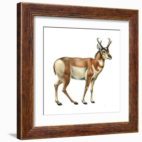 Pronghorn (Antilocapra Americana), Mammals-Encyclopaedia Britannica-Framed Art Print