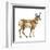 Pronghorn (Antilocapra Americana), Mammals-Encyclopaedia Britannica-Framed Art Print