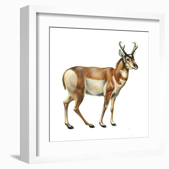 Pronghorn (Antilocapra Americana), Mammals-Encyclopaedia Britannica-Framed Art Print