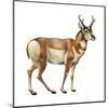 Pronghorn (Antilocapra Americana), Mammals-Encyclopaedia Britannica-Mounted Art Print