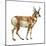 Pronghorn (Antilocapra Americana), Mammals-Encyclopaedia Britannica-Mounted Art Print