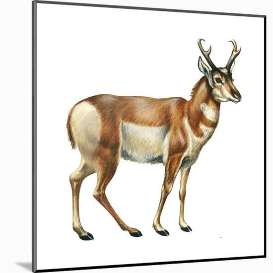 Pronghorn (Antilocapra Americana), Mammals-Encyclopaedia Britannica-Mounted Art Print