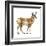 Pronghorn (Antilocapra Americana), Mammals-Encyclopaedia Britannica-Framed Art Print