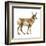 Pronghorn (Antilocapra Americana), Mammals-Encyclopaedia Britannica-Framed Art Print