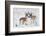 Pronghorn buck courting doe during autumn storm-Ken Archer-Framed Photographic Print