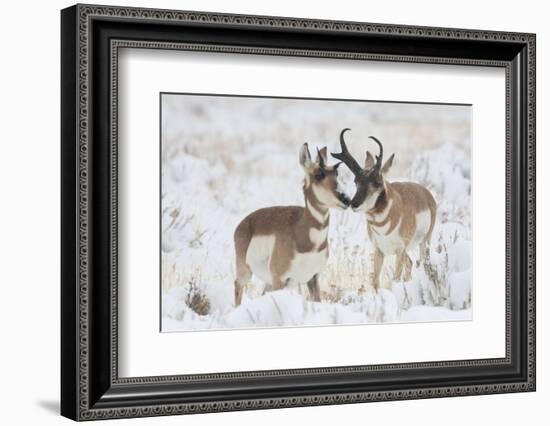 Pronghorn buck courting doe during autumn storm-Ken Archer-Framed Photographic Print