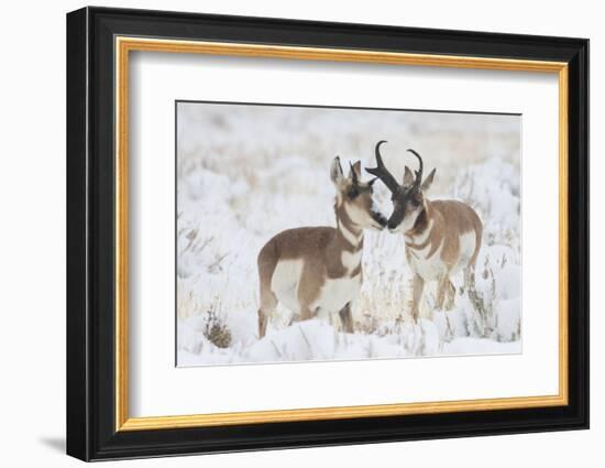 Pronghorn buck courting doe during autumn storm-Ken Archer-Framed Photographic Print