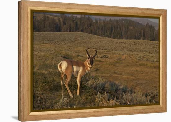 Pronghorn Buck, Lamar Valley, Yellowstone Nat'l Pk, UNESCO Site, Wyoming, USA-Peter Barritt-Framed Premier Image Canvas