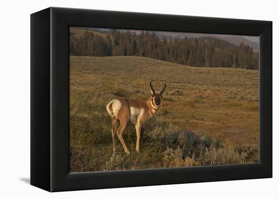 Pronghorn Buck, Lamar Valley, Yellowstone Nat'l Pk, UNESCO Site, Wyoming, USA-Peter Barritt-Framed Premier Image Canvas