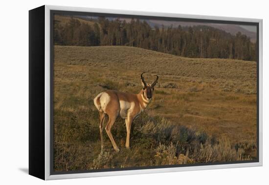 Pronghorn Buck, Lamar Valley, Yellowstone Nat'l Pk, UNESCO Site, Wyoming, USA-Peter Barritt-Framed Premier Image Canvas