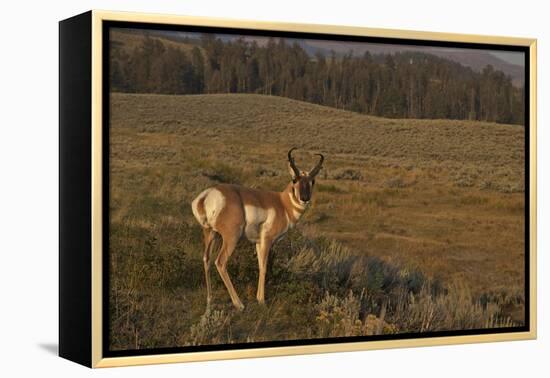 Pronghorn Buck, Lamar Valley, Yellowstone Nat'l Pk, UNESCO Site, Wyoming, USA-Peter Barritt-Framed Premier Image Canvas