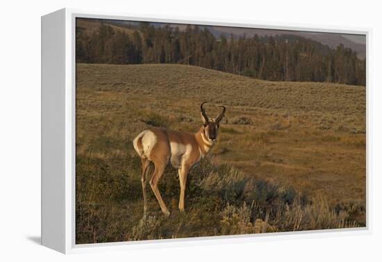 Pronghorn Buck, Lamar Valley, Yellowstone Nat'l Pk, UNESCO Site, Wyoming, USA-Peter Barritt-Framed Premier Image Canvas