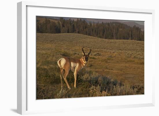 Pronghorn Buck, Lamar Valley, Yellowstone Nat'l Pk, UNESCO Site, Wyoming, USA-Peter Barritt-Framed Photographic Print