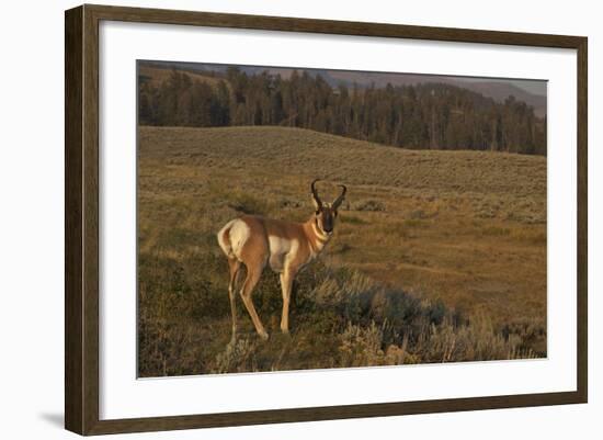 Pronghorn Buck, Lamar Valley, Yellowstone Nat'l Pk, UNESCO Site, Wyoming, USA-Peter Barritt-Framed Photographic Print