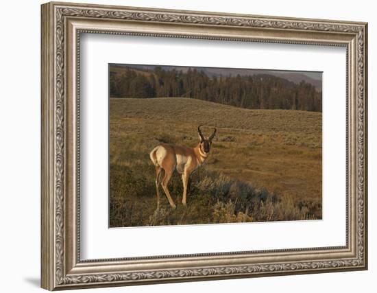 Pronghorn Buck, Lamar Valley, Yellowstone Nat'l Pk, UNESCO Site, Wyoming, USA-Peter Barritt-Framed Photographic Print