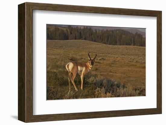 Pronghorn Buck, Lamar Valley, Yellowstone Nat'l Pk, UNESCO Site, Wyoming, USA-Peter Barritt-Framed Photographic Print