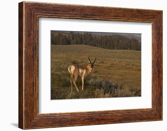 Pronghorn Buck, Lamar Valley, Yellowstone Nat'l Pk, UNESCO Site, Wyoming, USA-Peter Barritt-Framed Photographic Print