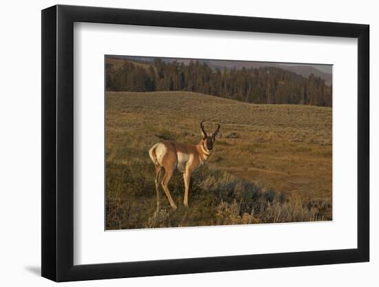 Pronghorn Buck, Lamar Valley, Yellowstone Nat'l Pk, UNESCO Site, Wyoming, USA-Peter Barritt-Framed Photographic Print