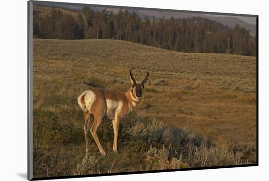 Pronghorn Buck, Lamar Valley, Yellowstone Nat'l Pk, UNESCO Site, Wyoming, USA-Peter Barritt-Mounted Photographic Print