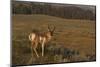 Pronghorn Buck, Lamar Valley, Yellowstone Nat'l Pk, UNESCO Site, Wyoming, USA-Peter Barritt-Mounted Photographic Print