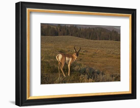 Pronghorn Buck, Lamar Valley, Yellowstone Nat'l Pk, UNESCO Site, Wyoming, USA-Peter Barritt-Framed Photographic Print