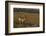 Pronghorn Buck, Lamar Valley, Yellowstone Nat'l Pk, UNESCO Site, Wyoming, USA-Peter Barritt-Framed Photographic Print