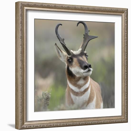 Pronghorn Buck Showing Territorial Behavior, Grand Tetons National Park, Wyoming-Maresa Pryor-Framed Photographic Print