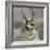 Pronghorn Buck Showing Territorial Behavior, Grand Tetons National Park, Wyoming-Maresa Pryor-Framed Photographic Print