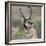 Pronghorn Buck Showing Territorial Behavior, Grand Tetons National Park, Wyoming-Maresa Pryor-Framed Photographic Print