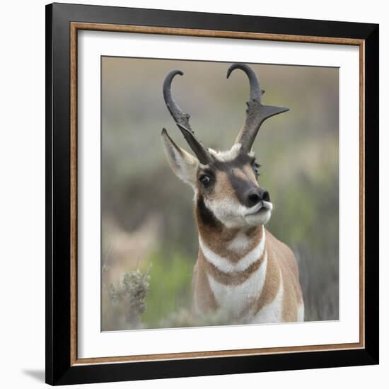 Pronghorn Buck Showing Territorial Behavior, Grand Tetons National Park, Wyoming-Maresa Pryor-Framed Photographic Print