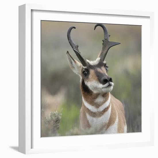 Pronghorn Buck Showing Territorial Behavior, Grand Tetons National Park, Wyoming-Maresa Pryor-Framed Photographic Print