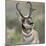 Pronghorn Buck Showing Territorial Behavior, Grand Tetons National Park, Wyoming-Maresa Pryor-Mounted Photographic Print