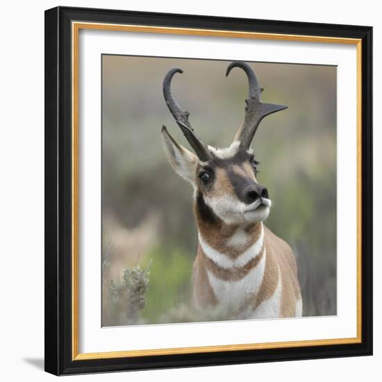 Pronghorn Buck Showing Territorial Behavior, Grand Tetons National Park, Wyoming-Maresa Pryor-Framed Photographic Print