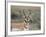 Pronghorn Buck Showing Territorial Behavior, Grand Tetons National Park, Wyoming-Maresa Pryor-Framed Photographic Print