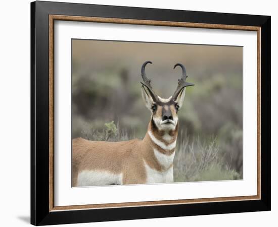 Pronghorn Buck Showing Territorial Behavior, Grand Tetons National Park, Wyoming-Maresa Pryor-Framed Photographic Print