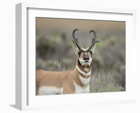 Pronghorn Buck Showing Territorial Behavior, Grand Tetons National Park, Wyoming-Maresa Pryor-Framed Photographic Print