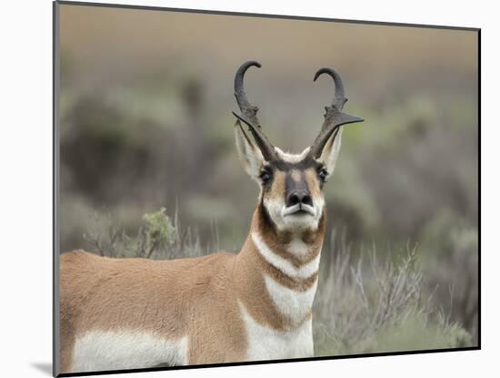 Pronghorn Buck Showing Territorial Behavior, Grand Tetons National Park, Wyoming-Maresa Pryor-Mounted Photographic Print