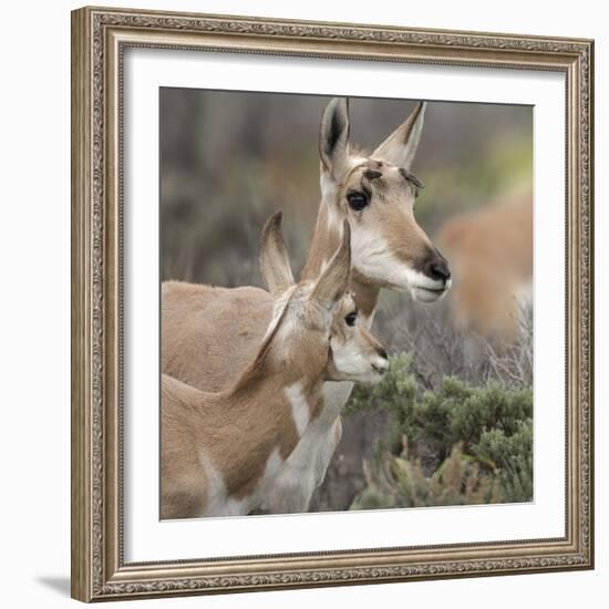 Pronghorn Doe with This Years Fawn, Grand Tetons National Park, Wyoming-Maresa Pryor-Framed Photographic Print