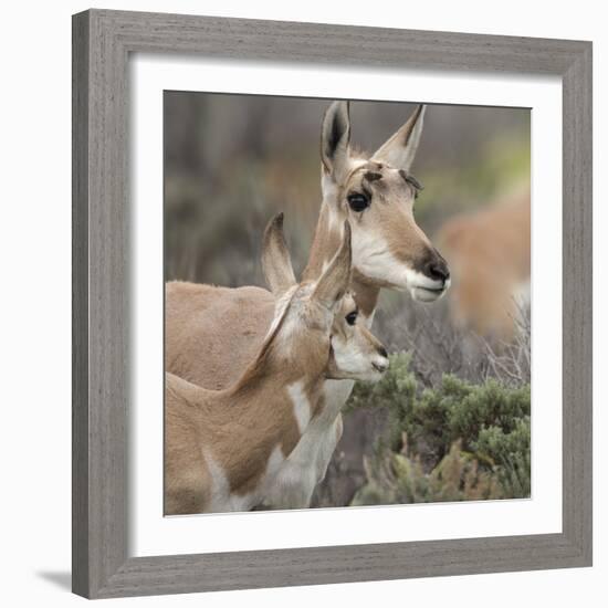 Pronghorn Doe with This Years Fawn, Grand Tetons National Park, Wyoming-Maresa Pryor-Framed Photographic Print