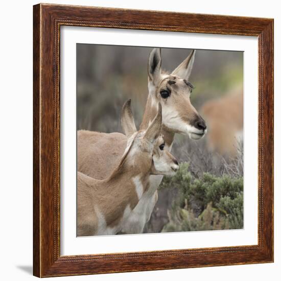 Pronghorn Doe with This Years Fawn, Grand Tetons National Park, Wyoming-Maresa Pryor-Framed Photographic Print