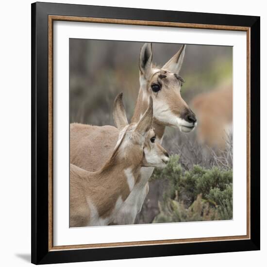 Pronghorn Doe with This Years Fawn, Grand Tetons National Park, Wyoming-Maresa Pryor-Framed Photographic Print