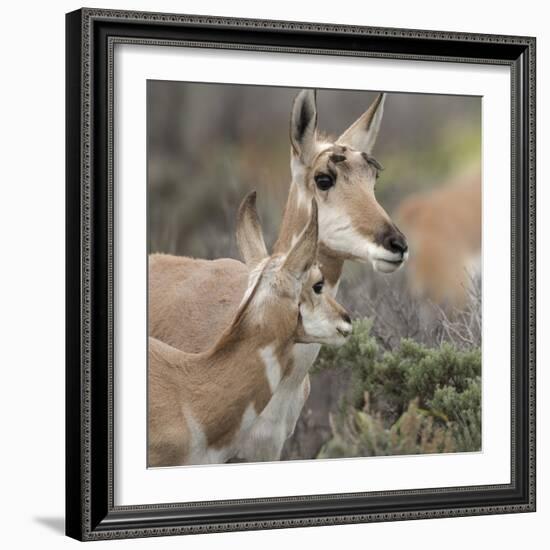 Pronghorn Doe with This Years Fawn, Grand Tetons National Park, Wyoming-Maresa Pryor-Framed Photographic Print