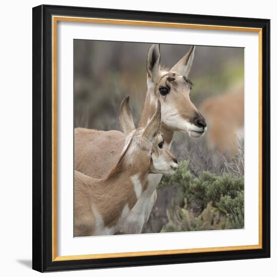 Pronghorn Doe with This Years Fawn, Grand Tetons National Park, Wyoming-Maresa Pryor-Framed Photographic Print