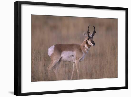 Pronghorn in Field-DLILLC-Framed Photographic Print