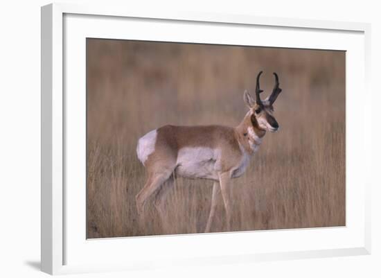 Pronghorn in Field-DLILLC-Framed Photographic Print