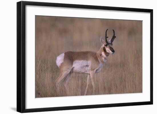 Pronghorn in Field-DLILLC-Framed Photographic Print